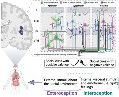 Neurobiology of Loneliness, Isolation, and Loss: Integrating Human and Animal Perspectives